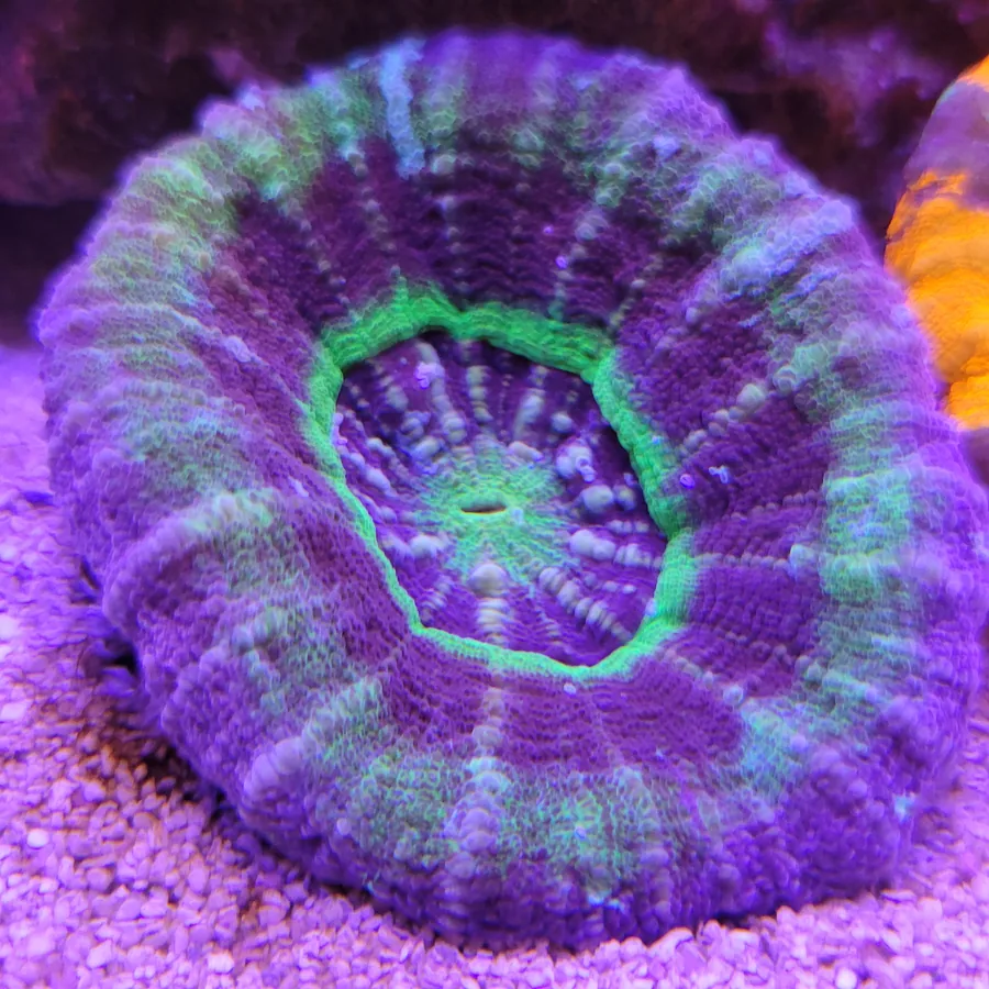 Purple and green acan coral colony under reef lighting