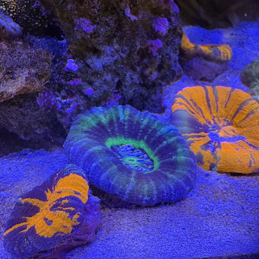 Blue and orange corals under actinic display lighting