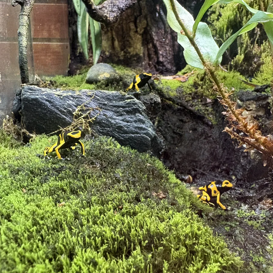 Yellow and black poison dart frogs in a planted vivarium