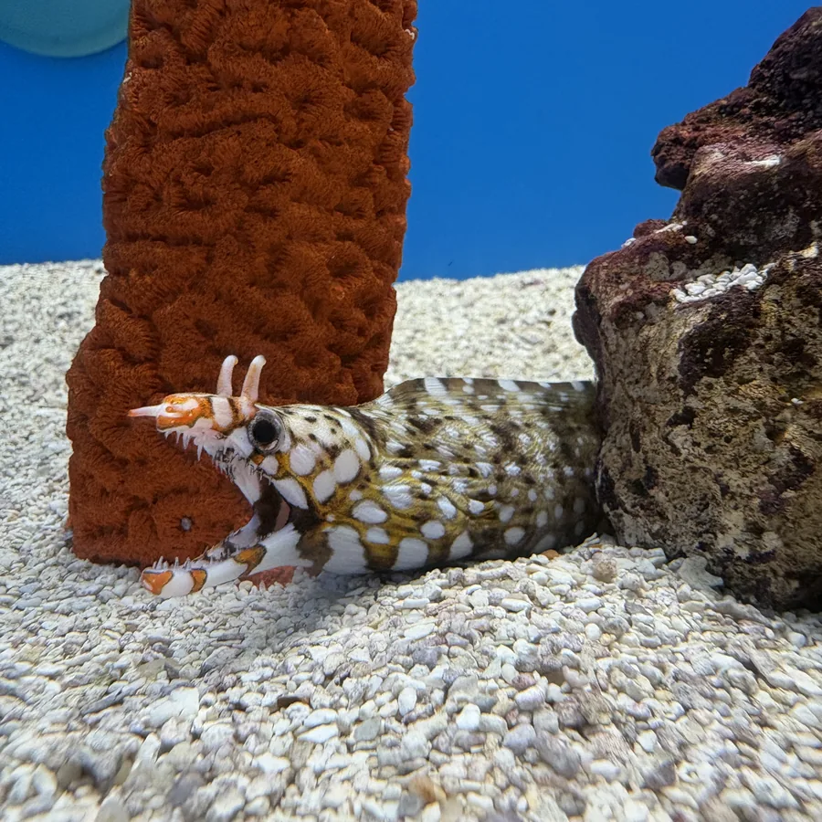 Snowflake moray eel among live rock